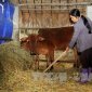 Xã Thanh Tân tăng cường phòng chống đói, rét cho đàn vật nuôi