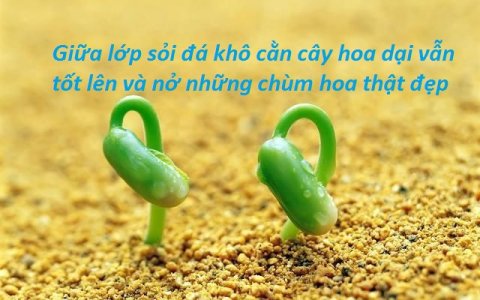 Cảm động về những con người với nghị lực phi thường và niềm lạc quan rất đẹp.